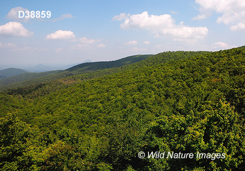 Mixed Blue Ridge forest in Chattahoochee National Forest